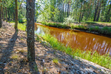 Wide bank with flowing northern river among pine trees in forest.
