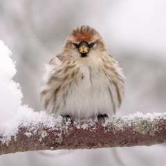 Common Redpoll