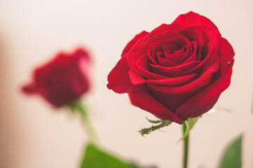 Detail of red ros bloom, bokeh. Romantic flower.