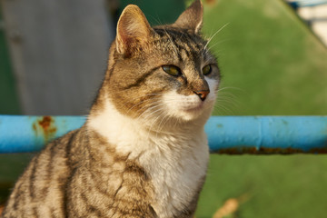 Fototapeta premium Cute cat portrait