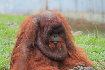 Close up orangutan