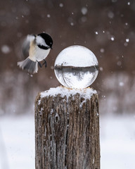 chickadee with lensball