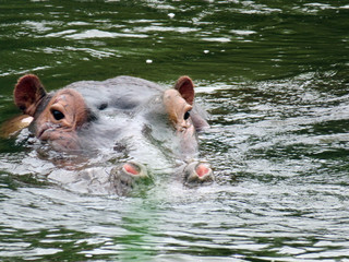 hippo in the water
