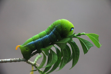 green caterpillar  on white background