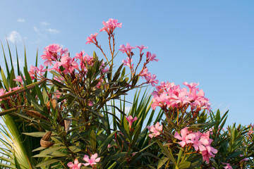 Pink sweet oleander flower or rose bay (fragrant oleander, Nerium oleander) and palm leafs against...