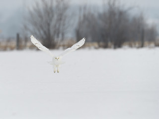 Male Snowy Owl in Flight Over Snow Field in Winter 