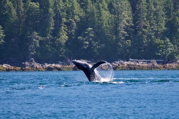 Fototapeta premium Learning to swim