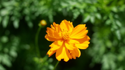 yellow flower in garden