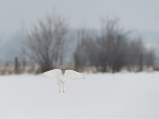 Male Snowy Owl in Flight Over Snow Field in Winter 