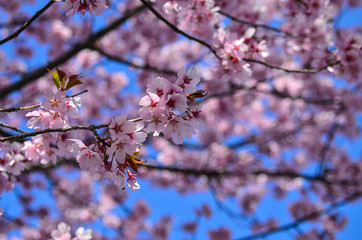 A small bunch of cherry blossom flowers bloom on a cherry blossom tree. Selective focus on a small amount of flowers.