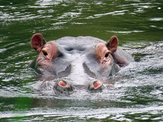 hippo in the water