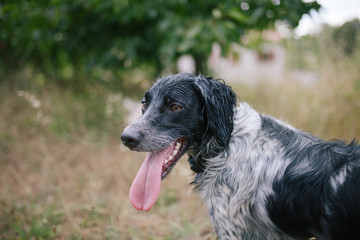 epagneul breton dog