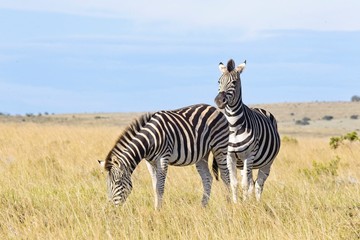 Fototapeta na wymiar Two zebras standing in long grass eating in the early morning sunlight