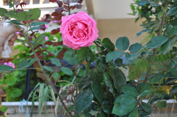 The beautiful Rose flower in garden