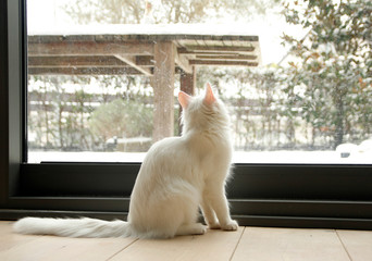 On a snowy day, white house cat watching outdoors.