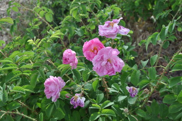 The beautiful Rose flower in garden