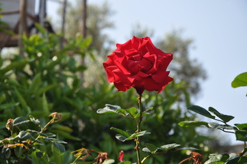 The beautiful Rose flower in garden