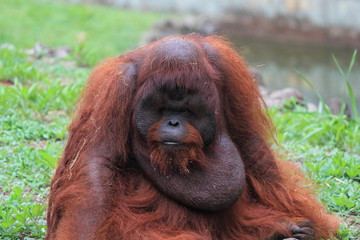 Borneo orangutan