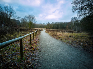 Fototapeta premium Forest path in the Wuhlheide Berlin.