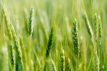 Green field of wheat. Selective focus, blur. spring background
