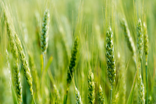 Green field of wheat. Selective focus, blur. spring background