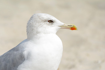 Seagull portrait against sea shore. Close up view of white bird seagull sitting by the beach