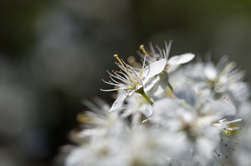 blooming of white plum flowers on natural background