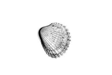 Black and white studio photo of detail of a sea shell on a totally white background