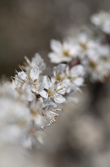 blooming of white plum flowers on natural background