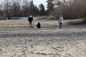 Mann und Frau gehen am Strand mit 3 Hunden spazieren