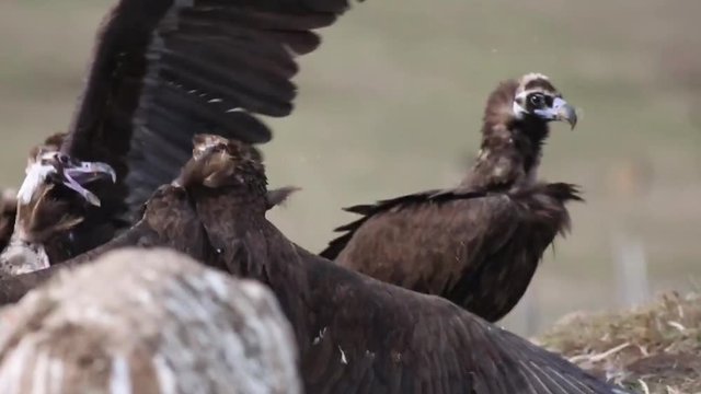 Eurasian Black Vulture Birds