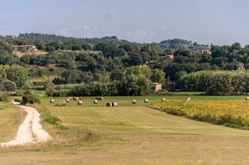 Obraz premium Farm field with mowed grass