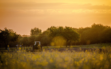 Fototapeta premium Campo en el atardecer