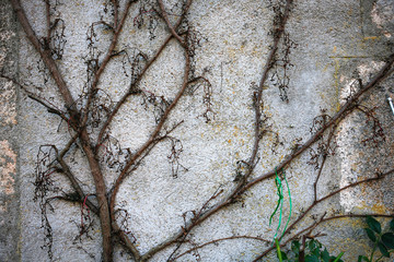 Grey wall stone texture with dry plants on it