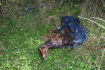 Im Wald entsorgtes totes Kälbchen