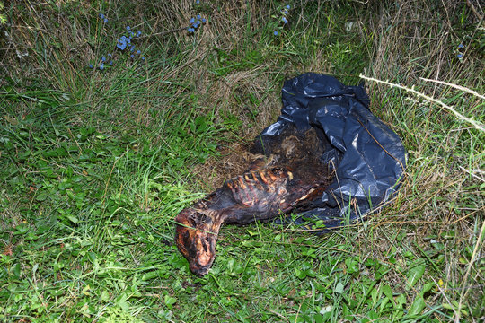 Im Wald entsorgtes totes K&auml;lbchen