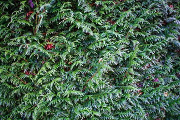 Green juniper hedge texture backgrounds