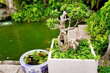 Garden in Wat Prayurawongsawat Worawihan,Bangkok,Thailand