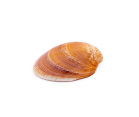 Exotic sea shells isolated on white background © george3973
