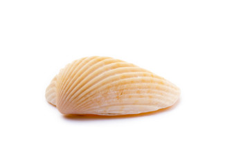 Exotic sea shells isolated on white background