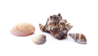 Exotic sea shells isolated on white background © george3973