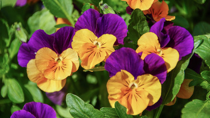 The Víola trícolor flowers in the natural garden