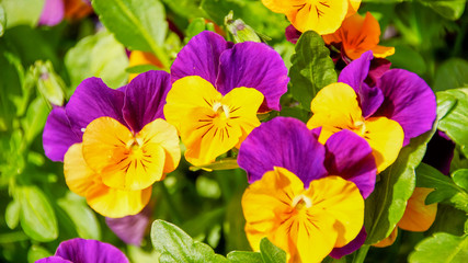 The Víola trícolor flowers in the natural garden 2