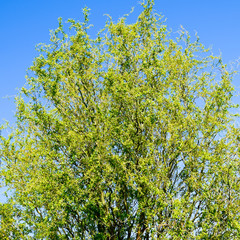 Willow tree. A blossoming and blooming willow tree in the spring