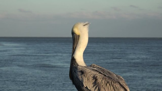 Brown Pelican On Pier, St Simons Island, Georgia, USA