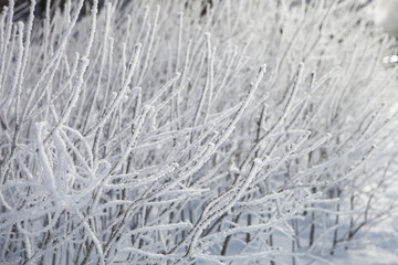 snow-covered branches of shrubs in the city Park