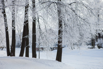 snow-covered tree branches on the background of icy pond and buildings in the city Park