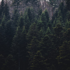 Las na zboczu góry