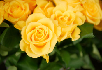 Fresh yellow roses flower top view in the garden