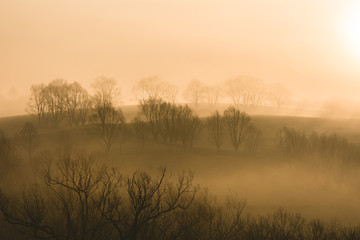 Drzewa w porannej mgle